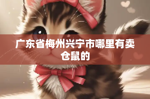 广东省梅州兴宁市哪里有卖仓鼠的