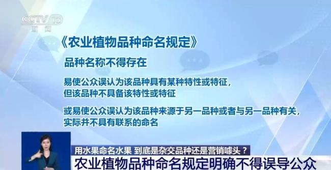 芒果凤梨没芒果 网红水果涉嫌误导 命名需规范